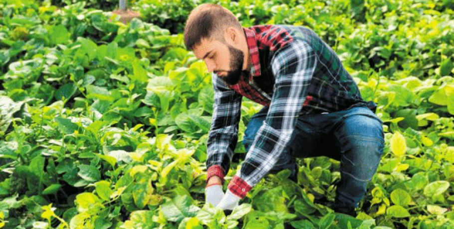 Ανακοίνωση για τα αιτήματα στήριξης προς ένταξη στο Υπομέτρο 6.1 «Εγκατάσταση Νέων Γεωργών»