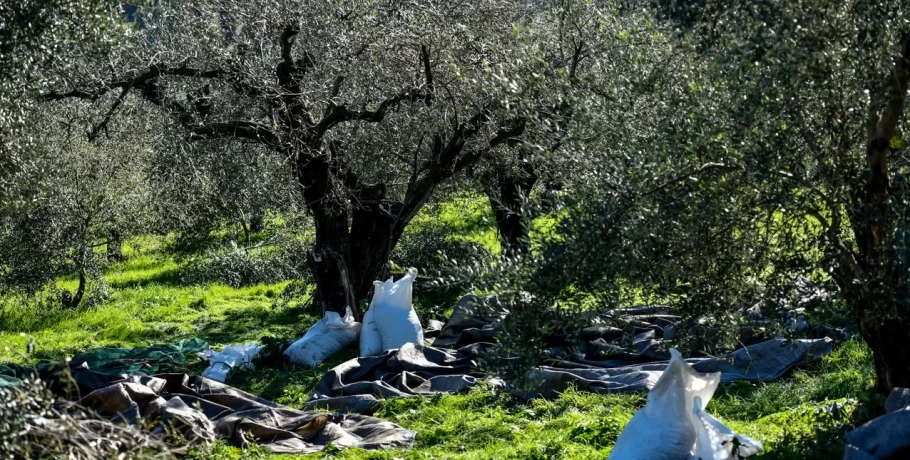 «Χρυσός» το ελαιόλαδο: Μάζεμα ελιάς με... σεκιούριτι και περιπολίες -Αντικλεπτικά στα σούπερ μάρκετ