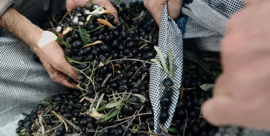 Έκλεψαν 36 τσουβάλια με ελιές από χωράφι στους Γαργαλιάνους