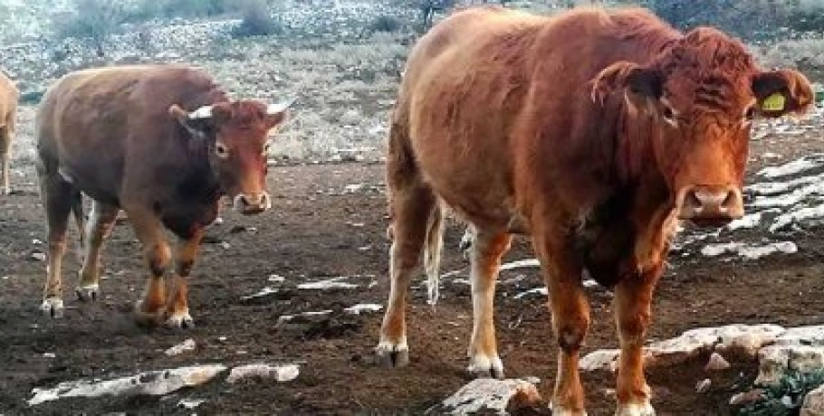 Καθυστερεί η στήριξη στους πληγέντες κτηνοτρόφους, ενώ ασφυκτιούν από χρόνια προβλήματα