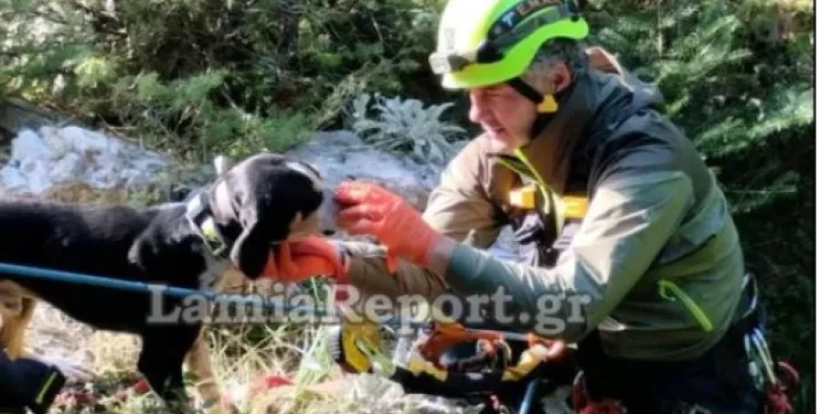 Η ΕΜΑΚ διέσωσε σκύλο που έπεσε σε χαράδρα σε βουνό της Εύβοιας