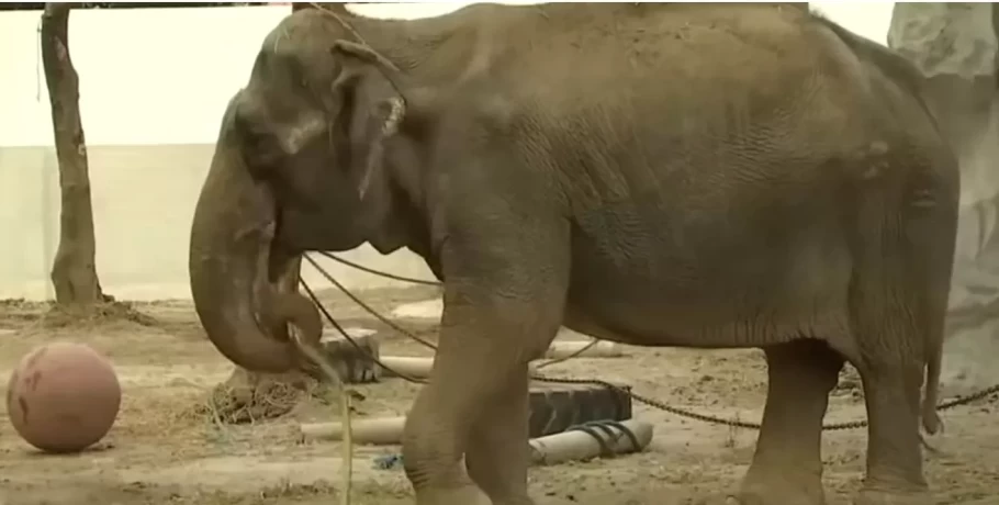Πέθανε ο πιο λυπημένος ελέφαντας του κόσμου