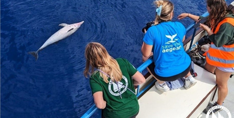 Ινστιτούτο Θαλάσσιας Προστασίας Αρχιπέλαγος- Δικογραφία για τη θανάτωση ζωνοδέλφινων στο ΒΑ Αιγαίο