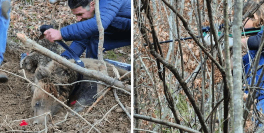 Ελληνοαλβανική συνεργασία για την απελευθέρωση παγιδευμένης αρκούδας στην Θεσσαλονίκη
