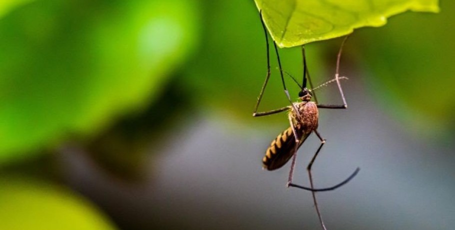 Σε επιφυλακή στην Κρήτη για το κουνούπι Aedes Aegypti – Τι μεταδίδει