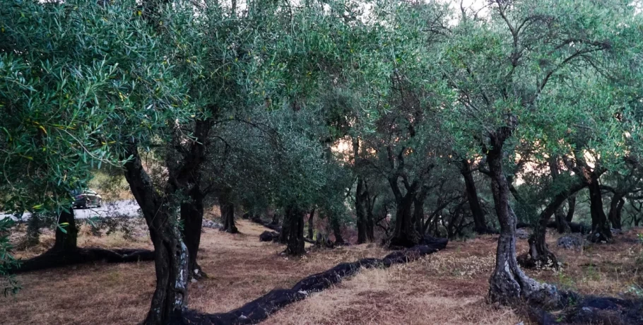 Κρήτη: Πήγε στο λιοστάσι του και βρήκε 42 ελιές κομμένες από τη ρίζα -Συνελήφθη 59χρονος