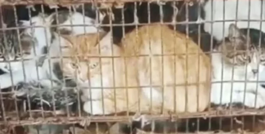 Χανιά: Είχε 77 γάτες και 10 σκύλους σε άθλιες συνθήκες – €199.000 πρόστιμο στην ιδιοκτήτρια