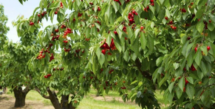 Ανάγκη τακτοποίησης αγροτικών εκτάσεων στην ΠΕ Πέλλας ενόψη της καταβολής των αγροτικών ενισχύσεων για την καλλιεργητική περίοδο του 2026