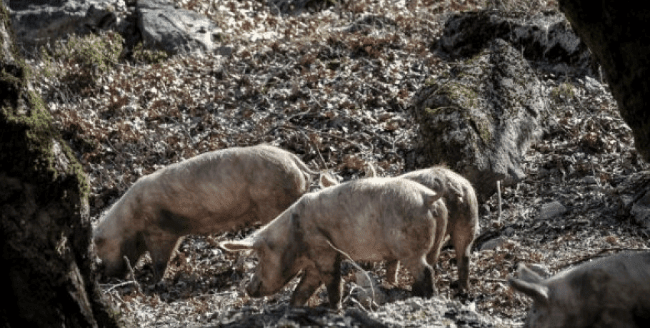 Κρούσμα αφρικανικής πανώλης των χοίρων στη Βόλβη – Θανατώθηκαν όλα τα ζώα