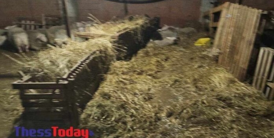 Κραυγή αγωνίας από κτηνοτρόφο στην Πιερία: Έχασε πάνω από 300 ζώα από την κακοκαιρία
