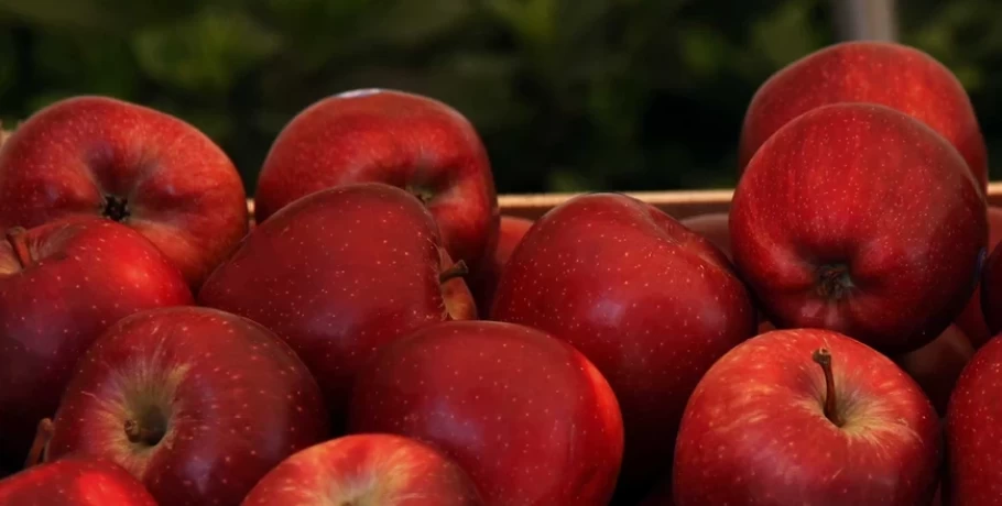 Απελπισμένοι οι μηλοπαραγωγοί που «χτυπήθηκαν» από την κακοκαιρία Daniel – Όσα φρούτα σώθηκαν έμειναν στα ψυγεία