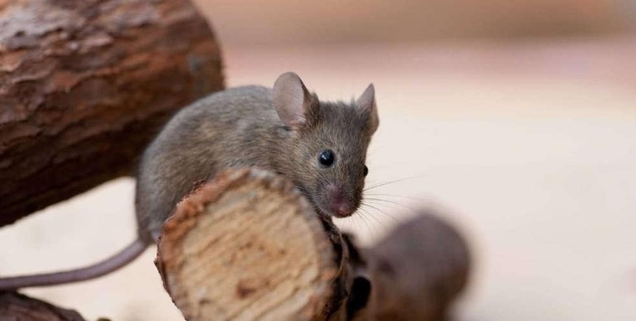 Λάρισα: Αυξάνονται τα ποντίκια στην περιοχή - Ενισχύονται οι φόβοι για μολύνσεις