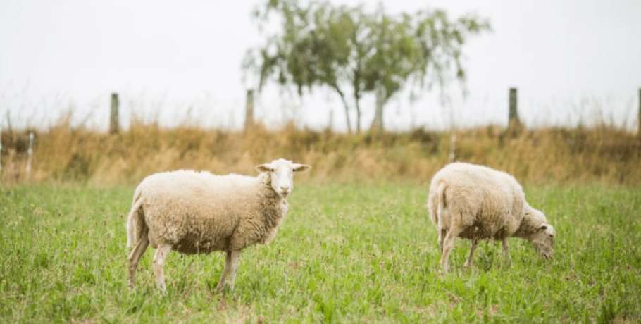 Δημοσιεύθηκε η προκήρυξηγια δωρεάν αντικατάσταση ζωικού κεφαλαίου και ανακατασκευή στάβλων