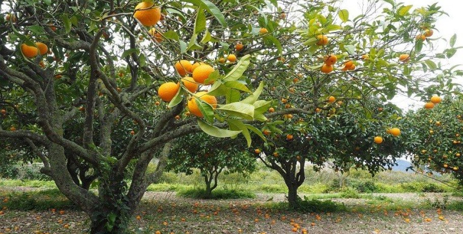 Με επιθετικές δράσεις το ΥΠΑΑΤ προχωρά στην αντιμετώπιση του εντόμου «Μαύρου ακανθώδους αλευρώδους» που πλήττει τις καλλιέργειες