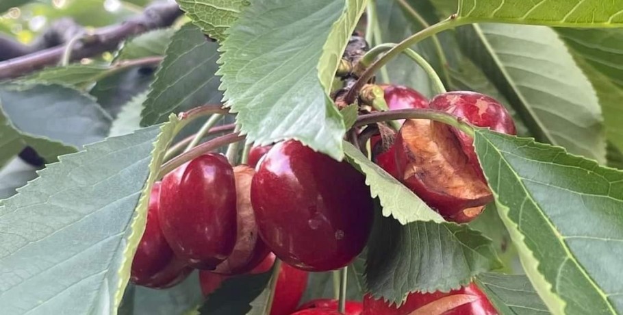 Με δικαιοσύνη οι αποζημιώσεις του ΕΛΓΑ