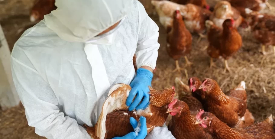 Γρίπη των πτηνών: Συναγερμός για κίνδυνο πανδημίας λόγω εξάπλωσης του ιού σε ανθρώπους