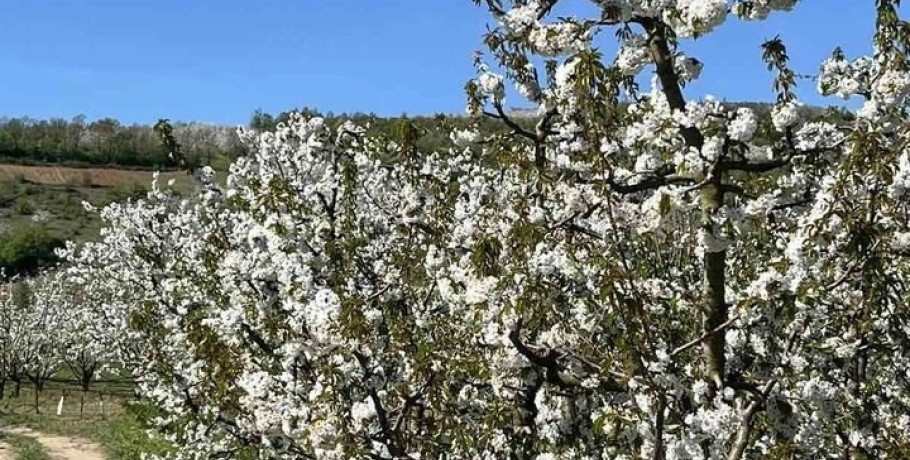 ΕΛΓΑ: Έρχεται πασχαλινό πακέτο ενισχύσεων