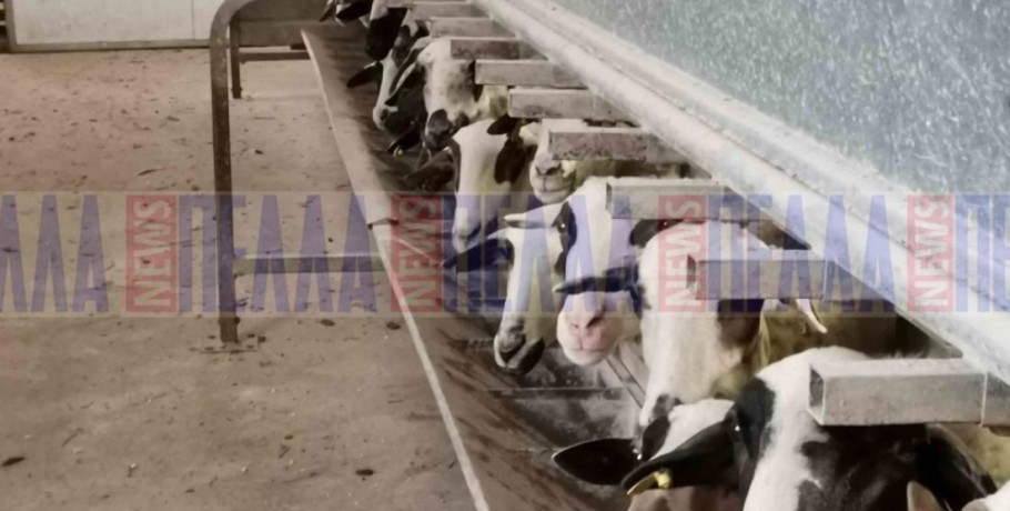 Ποιες Περιφέρειες απάντησαν θετικά και ποιες αρνητικά στα Διαχειριστικά Σχέδια Βόσκησης