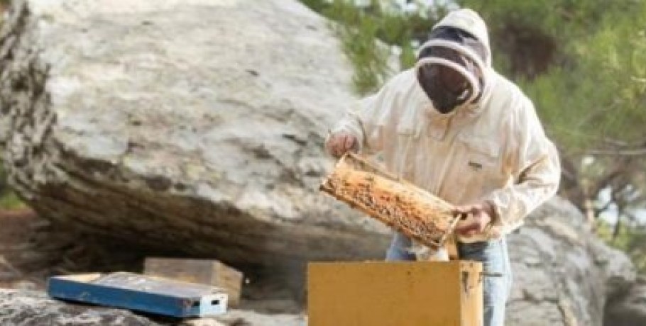 Σε λειτουργία η ψηφιακή εφαρμογή μελισσοκομίας για την καταχώρηση αιτήσεων σε δράσεις