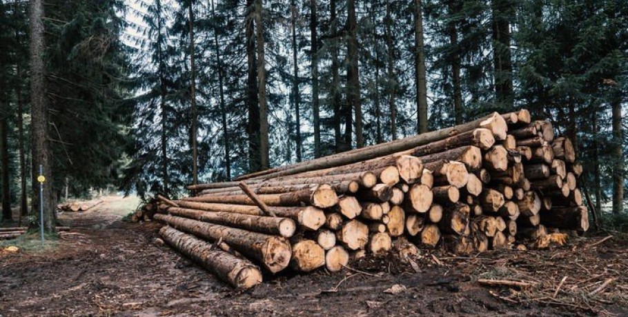 Εργατοϋπαλληλικό κέντρο Έδεσσας και Αλμωπίας-Σχετικά με  το νομοσχέδιο με το οποίο η κυβέρνηση εκχωρεί τη διαχείριση των δασών σε ξυλοβιομηχανίες – ξυλέμπορους