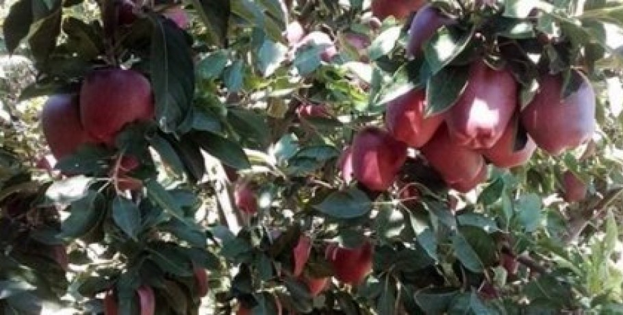 Απρόβλεπτες οι αλλαγές στα ποσά των συνδεδεμένων - Αγανάκτηση για το καλαμπόκι και τα μήλα - Η αντίδραση του Α.Σ. Ζαγοράς