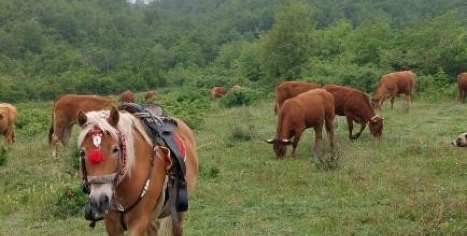 Αετοχώρι Αλμωπίας: Όμορφα άλογα στους πρόποδες της Τζένας