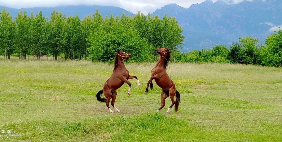 Αριδαία: Τι μπορεί να λένε δύο ερωτευμένα...άλογα;  (φώτος)
