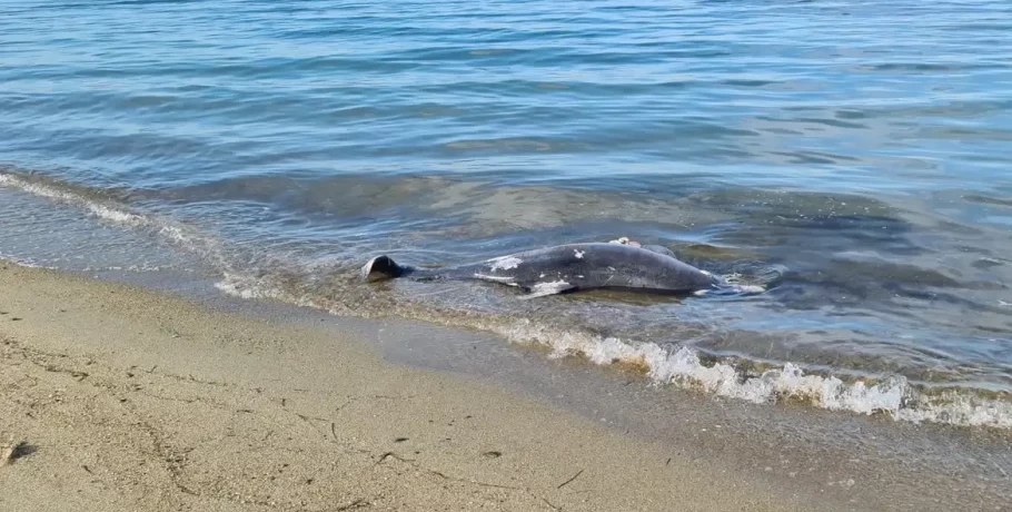 Χαλκιδική - Νεκρό δελφίνι εντοπίστηκε σε ακτή της Καλλικράτειας