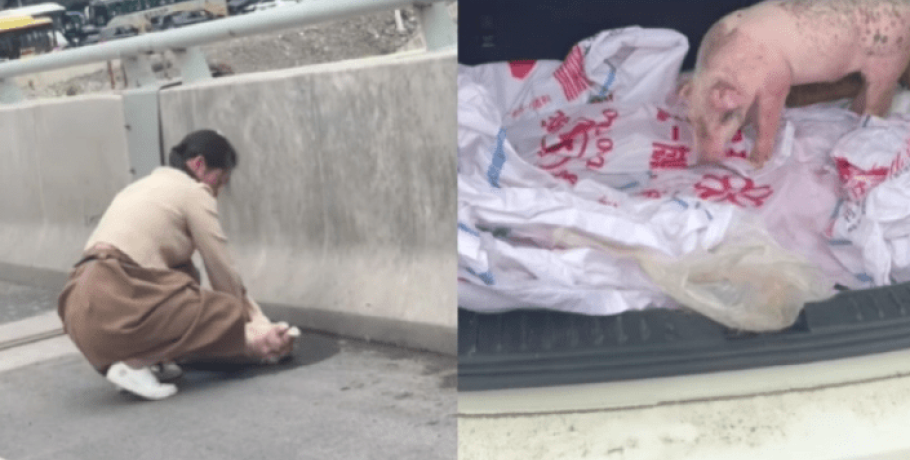 Ιδιοκτήτης γουρουνιού έκανε ΚΑΡΠΑ στο κατοικίδιο του: Η μοναδική στιγμή που έχει κάνει το γύρο του διαδικτύου (vid)