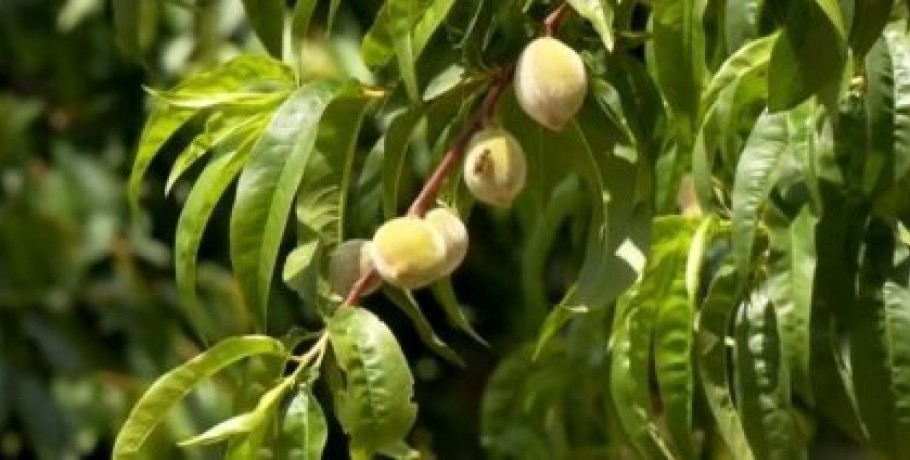 Σε απόγνωση δενδροκαλλιεργητές της Εορδαίας - χωρίς ανθοφορία κερασιές, μηλιές και αμυγδαλιές