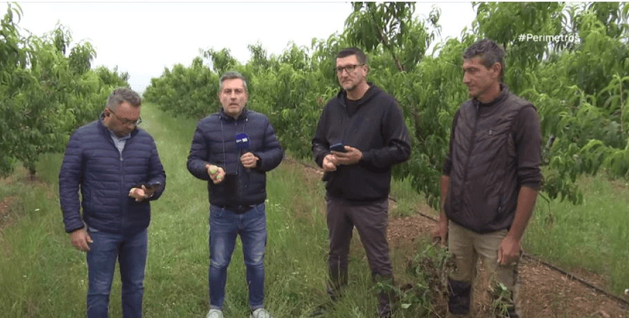 Γιαννιτσά: SOS με τον "άγνωστο" ιό στο ροδάκινο/Εξαπλώνεται συνεχώς (φώτος, video)