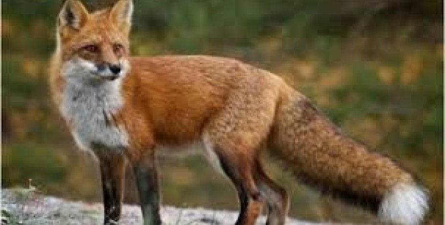 Ανακοίνωση της Διεύθυνσης Κτηνιατρικής της ΠΚΜ για την παράταση του προγράμματος αξιολόγησης της αποτελεσματικότητας των εμβολιασμών των κόκκινων αλεπούδων κατά της λύσσας
